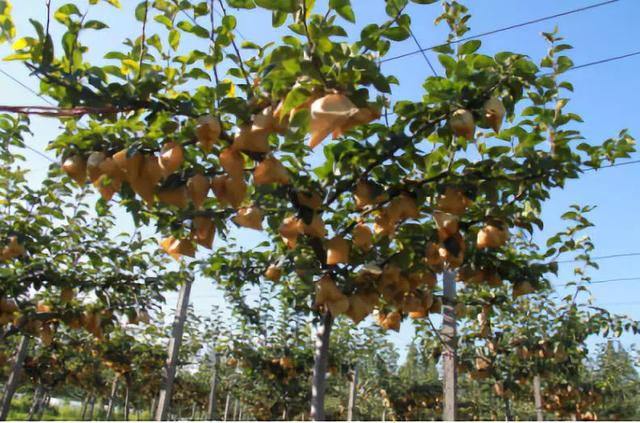 这个全新栽培技术，让农民像种葡萄一样种梨