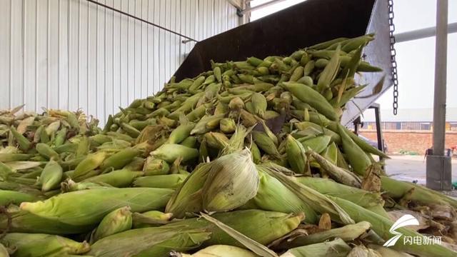 平原恩城镇规模化种植水果玉米2万亩 玉米罐头远销全国各地