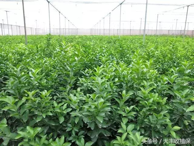 荔浦沙糖桔种植技术大全，含选苗技巧、修剪技术