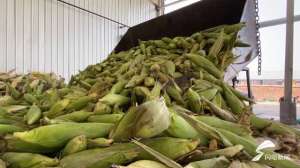 水果玉米适合哪里种植(平原恩城镇规模化种植水果玉米2万亩 玉米罐头远销全国各地)