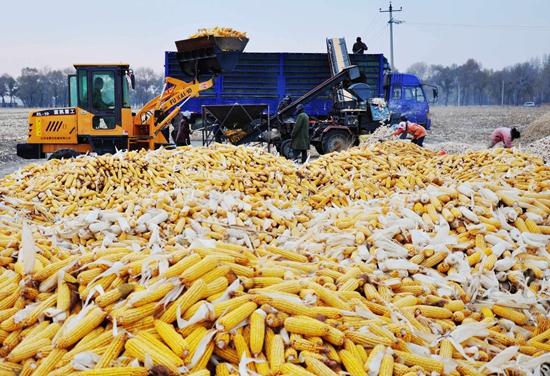 2017年河北省农业种植结构进一步优化 全省玉米播种面积3060.0千公顷 比上年下降4.1%