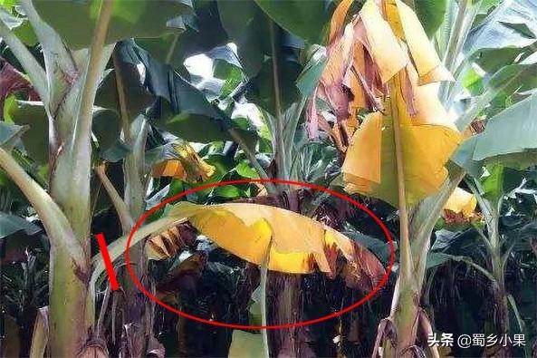 种植香蕉，你需要做好这五个方面的树体管理，才能轻松获得丰产