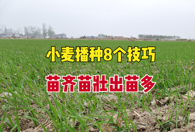 播种小麦学会8个技巧，出苗率高、苗齐苗壮，亩产1200斤不用愁