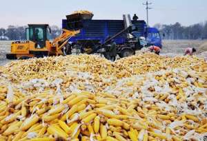 河北玉米种植面积(2017年河北省农业种植结构进一步优化 全省玉米播种面积30600千公顷 比上年下