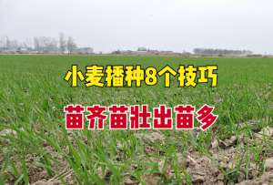 鲜玉米种植技术(播种小麦学会8个技巧，出苗率高、苗齐苗壮，亩产1200斤不用愁)