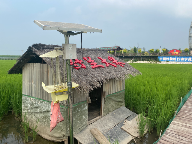 吉林省绿色水稻种植面积近500万亩