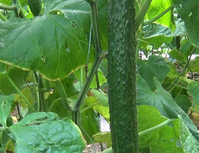 菜园黄瓜浇水有技巧，注意2点，植株长势好，结瓜多