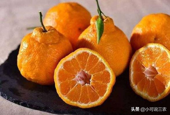 丑橘虽然丑但是好吃，种植它的方法，习性和管理方法