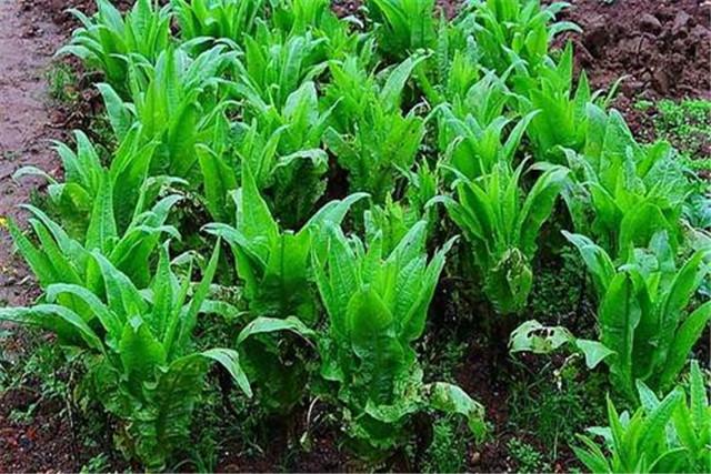 温室莴笋栽培技术，种植方面的秘诀，轻松学会莴笋的种植方法