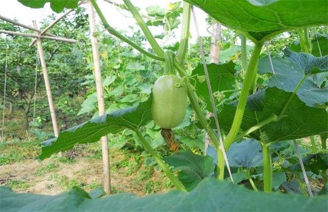 金丝瓜是我国比较稀有的一种优质瓜，介绍下金丝瓜的种植和方法
