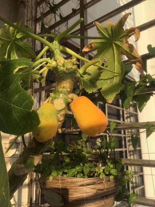 想在阳台种木瓜，这些你都知道吗？亲测从种子到木瓜种植技巧分享