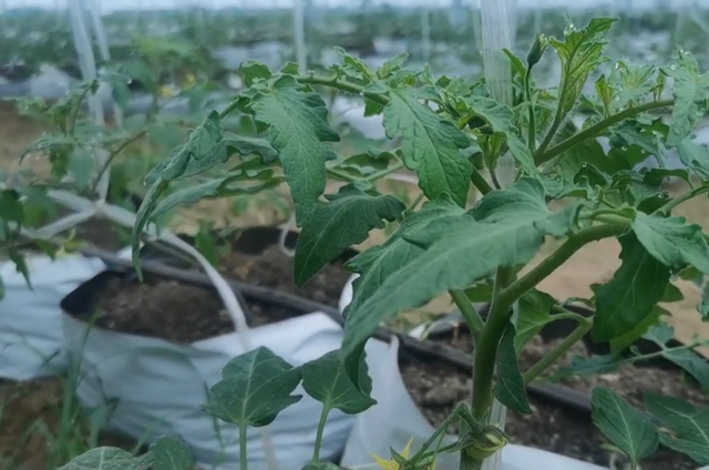 高温种植番茄很难？农户做好3点，轻松预防病毒病