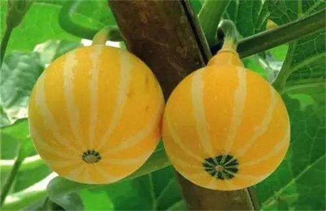 金丝瓜是我国比较稀有的一种优质瓜，介绍下金丝瓜的种植和方法