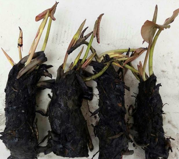 如何水培与养护睡莲？秋后睡莲根茎如何保存？