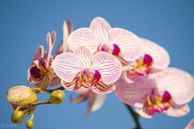 年产百万株，“花迷”遍全球，全国最大蝴蝶兰种植基地落地昆明