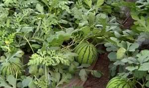 冰糖麒麟西瓜王种植技(冰糖麒麟西瓜是一种甜度高、水分足的西瓜品种，受到了广泛的欢迎)