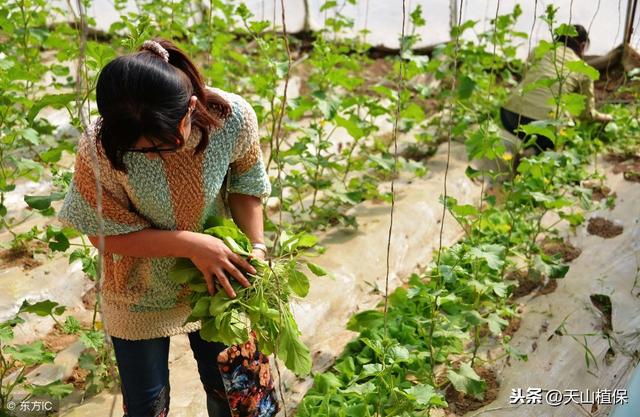 哈密瓜很多人喜爱吃，小农和你分享哈密瓜栽培及病虫害防治要点