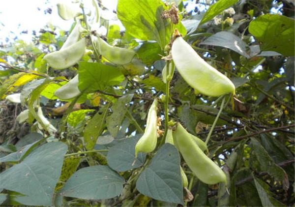 白扁豆的优质栽培，还有补脾，除湿，消暑，解毒等效用