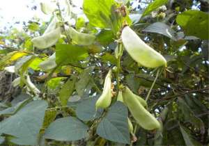 白扁豆怎么种植(白扁豆的优质栽培，还有补脾，除湿，消暑，解毒等效用)