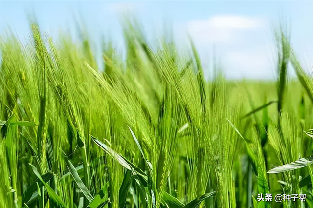 秋冬种大麦好处？能食用，作牧草，生长期短，产量高，年收割三茬