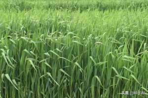 燕麦种植效益(燕麦该怎么播种？能当饲草吗？如何收获利用，种植效益如何？)