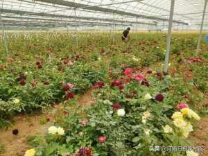 周口玫瑰花种植基地(商水县：雒庄玫瑰开出“美丽经济”)
