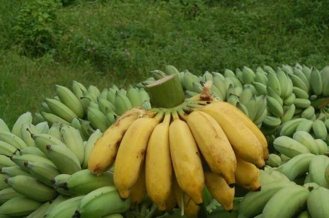 粉蕉与与香蕉的区别及粉蕉山地栽培技术
