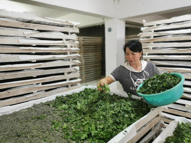 2023年广西农业主推技术——亚热带蚕桑优质高产高效种养配套技术