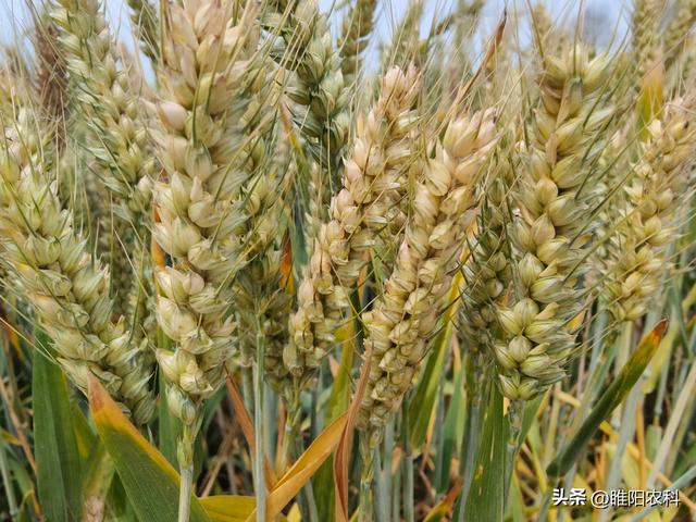这些小麦品种表现好，成为河南主推品种
