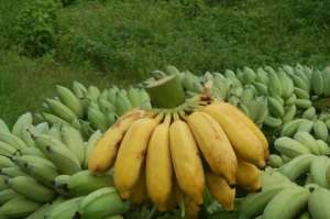粉蕉苗的种植技术(粉蕉与与香蕉的区别及粉蕉山地栽培技术)