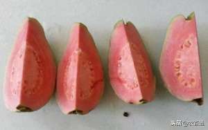 西瓜红番石榴种植技术(西瓜芭乐（西瓜番石榴）高效栽培技术)