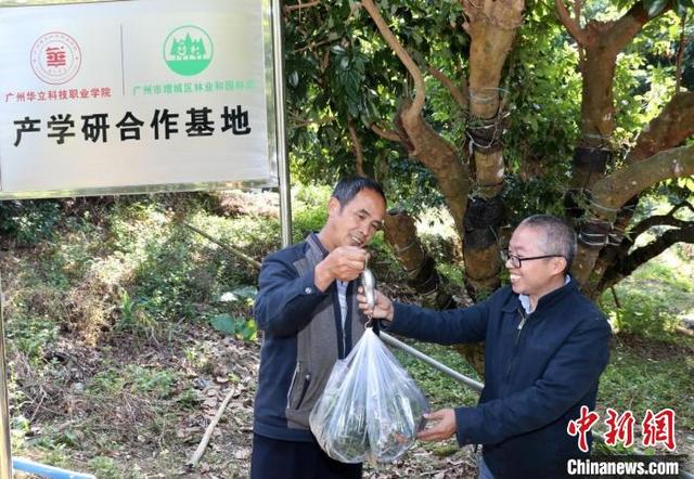 广州增城荔枝树上长“仙草”借力科技实现“种瓜得豆”