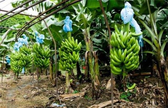 2018种植香蕉能赚钱吗