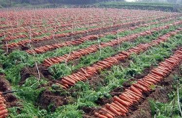 袖珍胡萝卜怎么进行种植?袖珍萝卜的种植技术