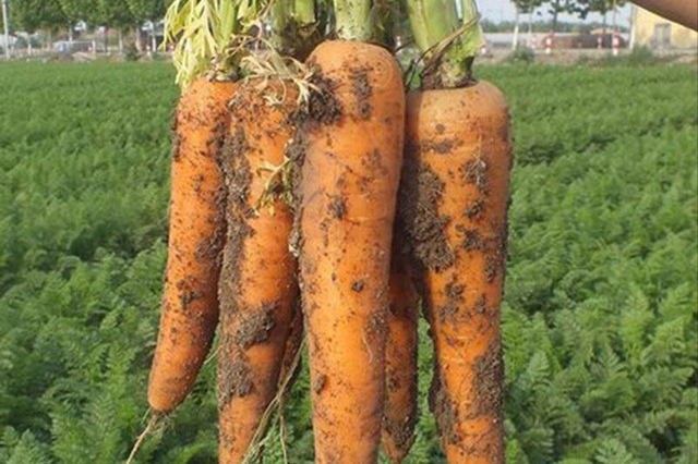 秋季胡萝卜想要高产，播种前要做好这几点准备，浸种催芽很重要！