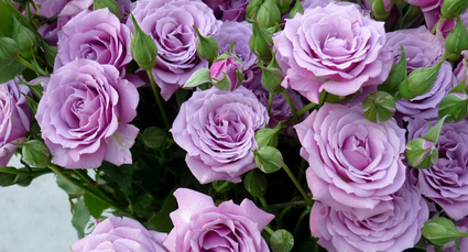 紫玫瑰怎么养，紫玫瑰养殖方法与注意事项