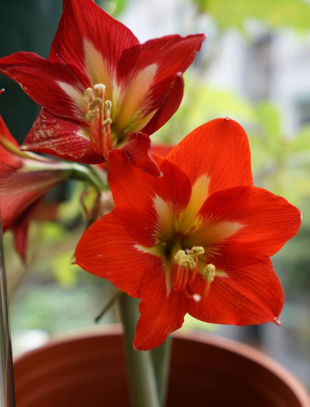 栽种朱顶红，简单3步，开出大花、颜值很高、惊艳无比