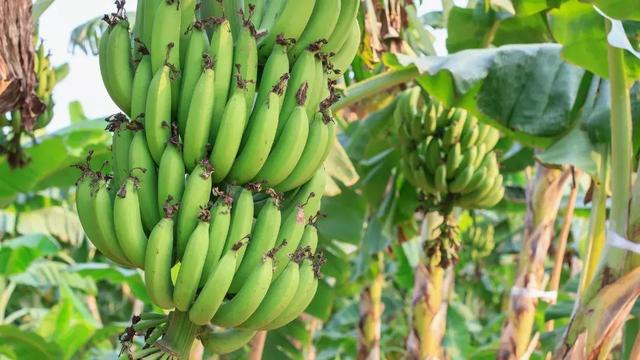 在缅北克钦邦种植香蕉的5家公司，因侵占土地将被起诉