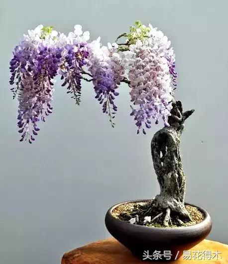紫藤盆景的鉴赏以及栽培养护