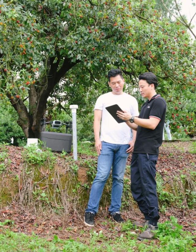 探访广东首个“盒马村”，手机里“种出”生态杨梅