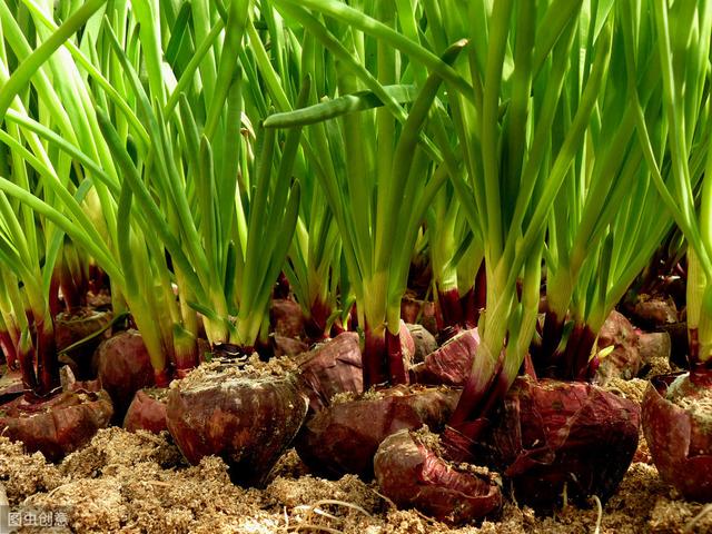 有机农产品露地红皮洋葱种植，这样做能提高洋葱产量与品质