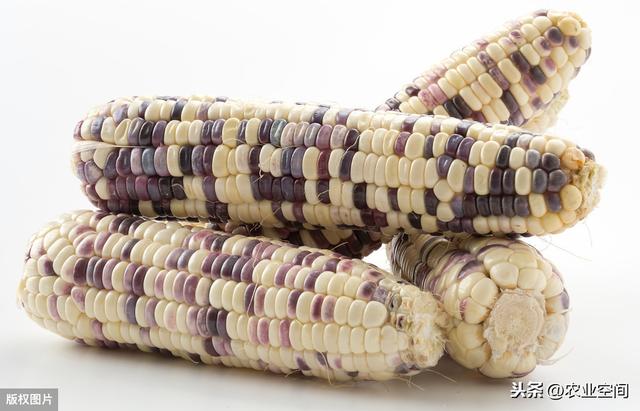 农业种植高效模式，小麦夏糯玉米秋糯玉米高效种植模式及配套技术