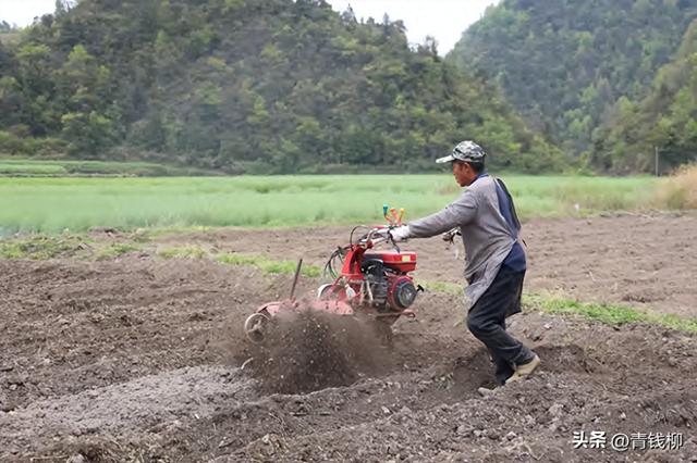 图文学习贵州山区小黄姜机械化种植，提高产量