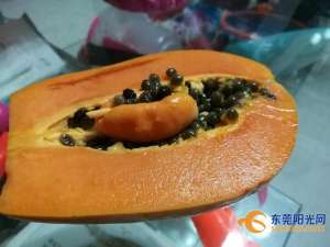 东莞种植水果木瓜(罕见他家的木瓜太怪了，瓜中有瓜这是要发财的节奏吗？)