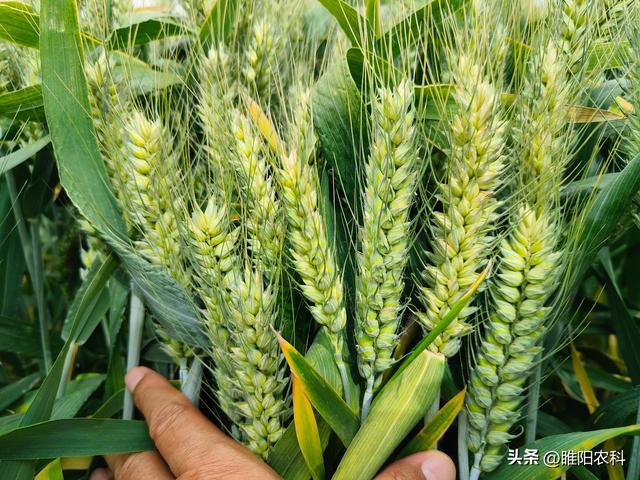 2022年高产小麦品种排行榜，这十个小麦品种，表现好产量高