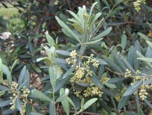 种植油橄榄条件(油橄榄是一种怎样的树种)