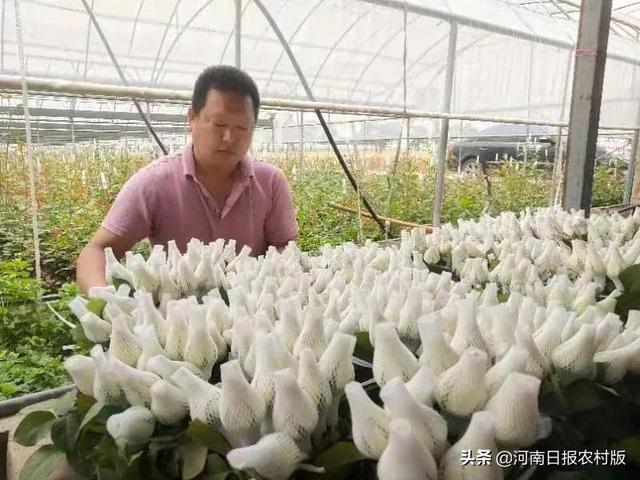 商水县：雒庄玫瑰开出“美丽经济”