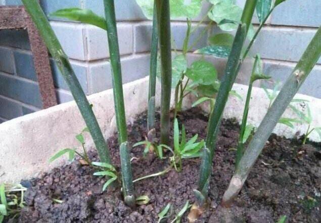 阳台种一盆生姜，比富贵竹好看，1个种植技巧，枝繁叶茂，有收获