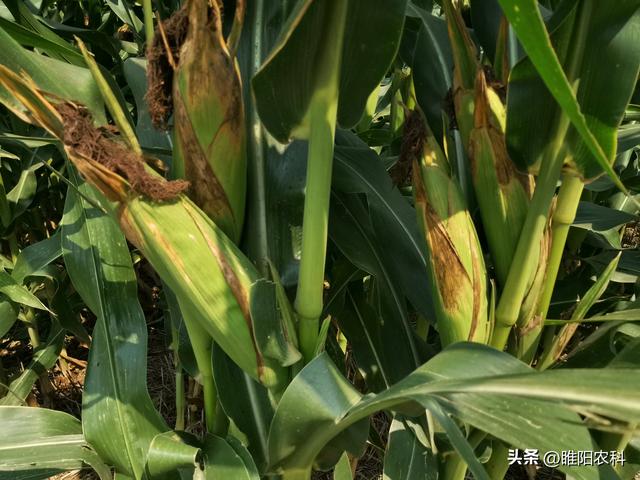 这个矮秆玉米新品种，抗倒抗病又高产，现场测产901.95公斤