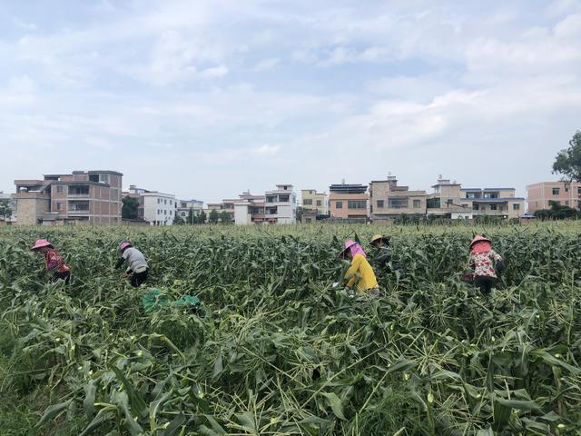 韶关始兴城南镇订单式种植水果玉米，产业上规模，农民有增收